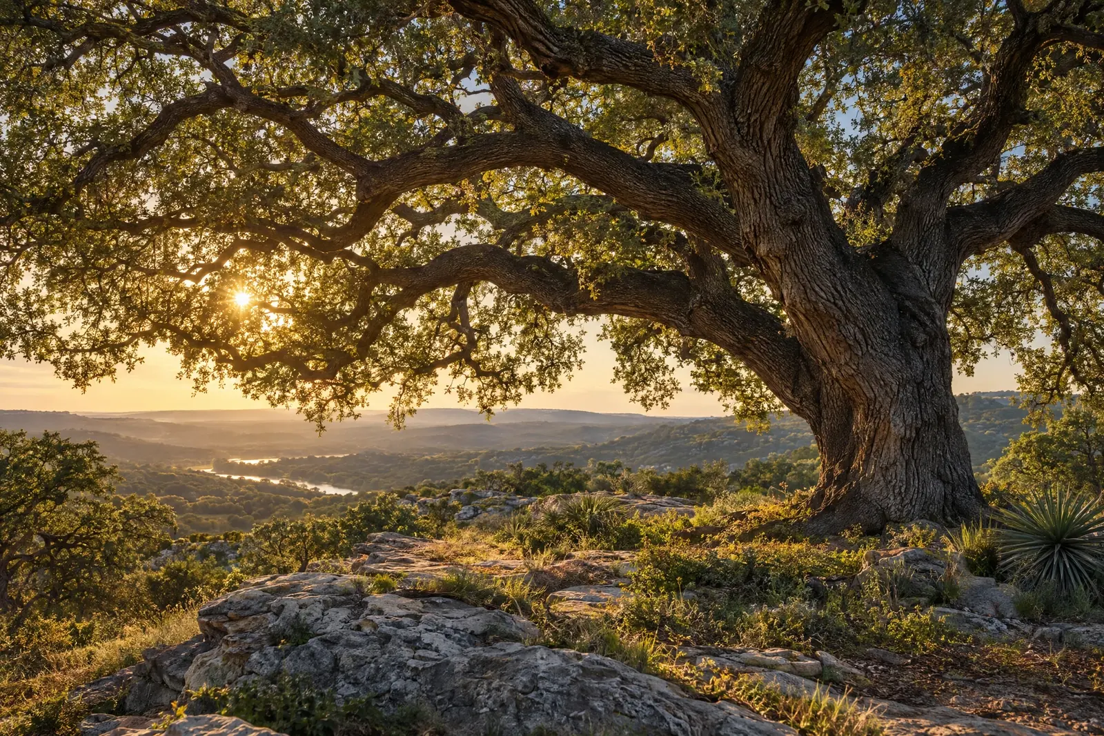 Atmospheric mature oak in golden light; not a Royale project photo
